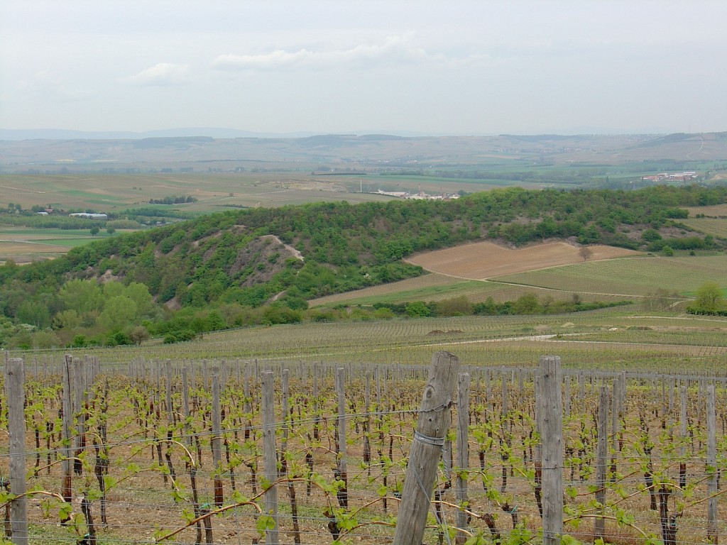 Siefersheim in the far west of Rheinhessen 