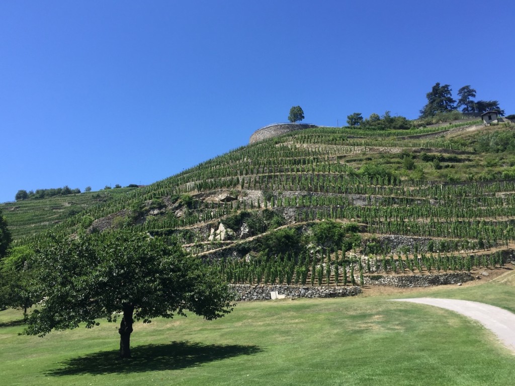 Vernay's Condrieu Vineyard