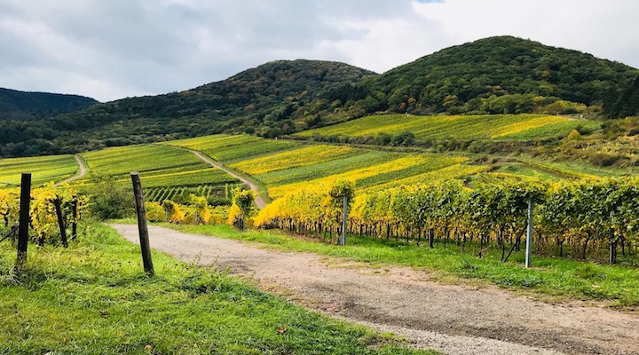 The great Kastanienbusch site in the Southern Pfalz from which Rebholz and Dr. Wehrheim make some of the region's greatest dry Rieslings