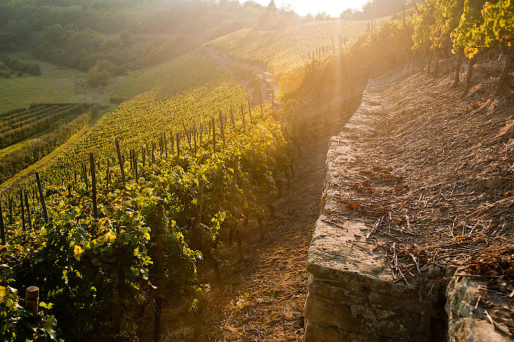 Vineyards near Odernheim