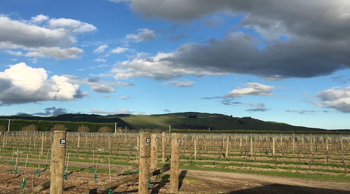 Devotus's vineyard in Martinborough