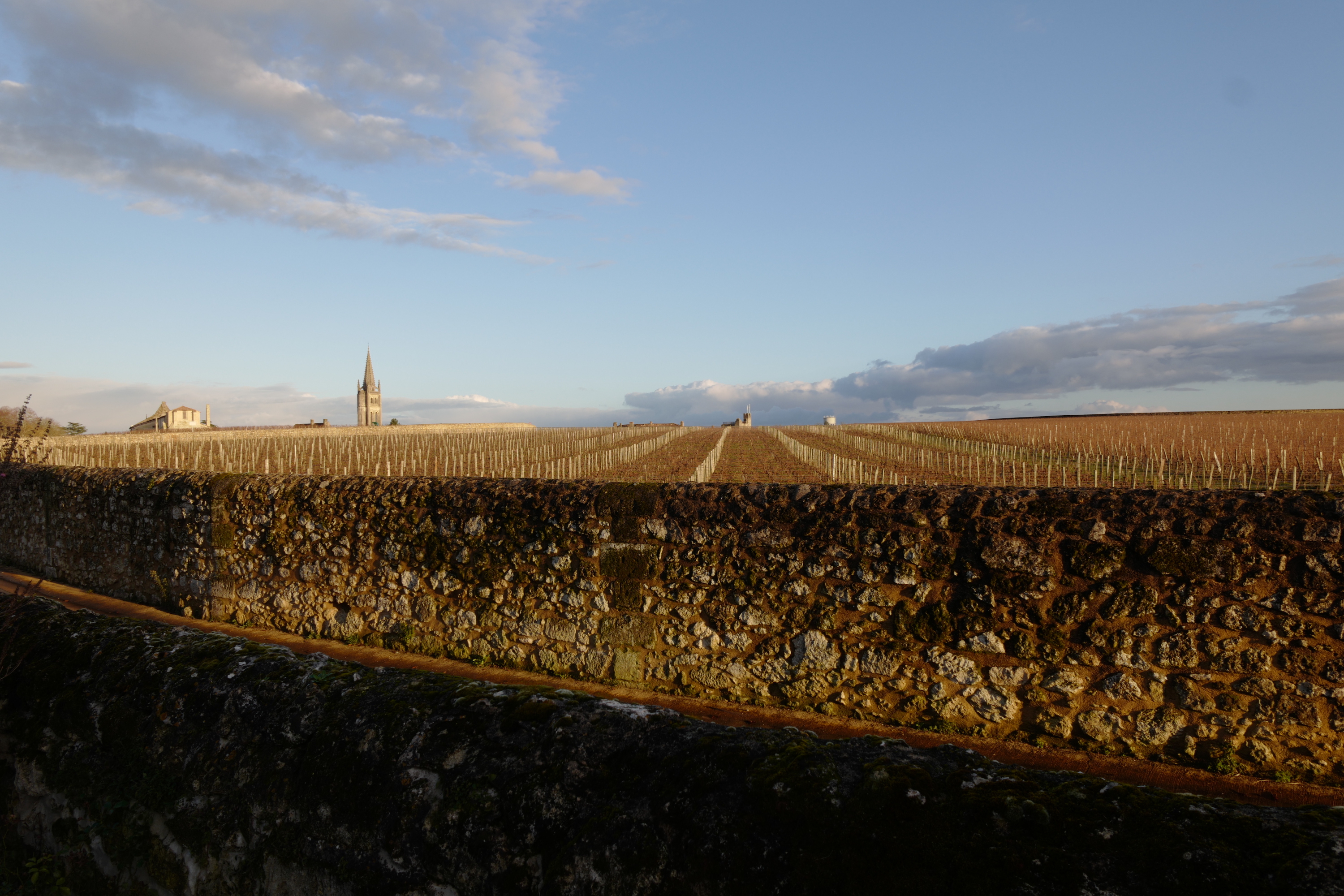 A glace at the vineyards of Chateau Canon