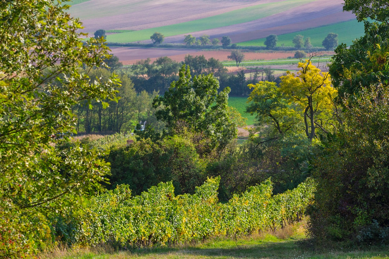 blaufrankisch