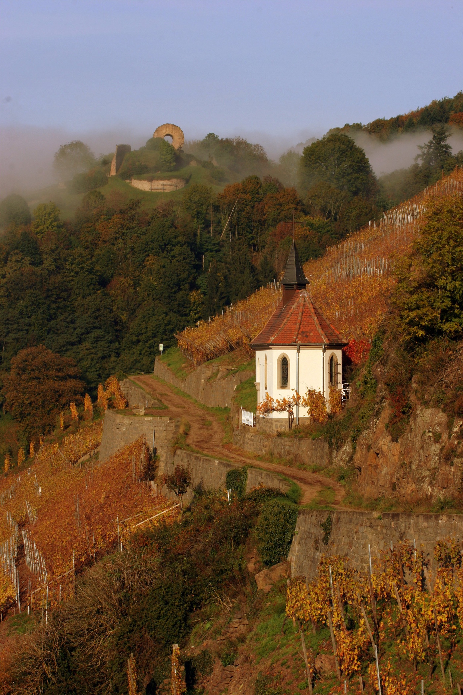 Alsace dry whites