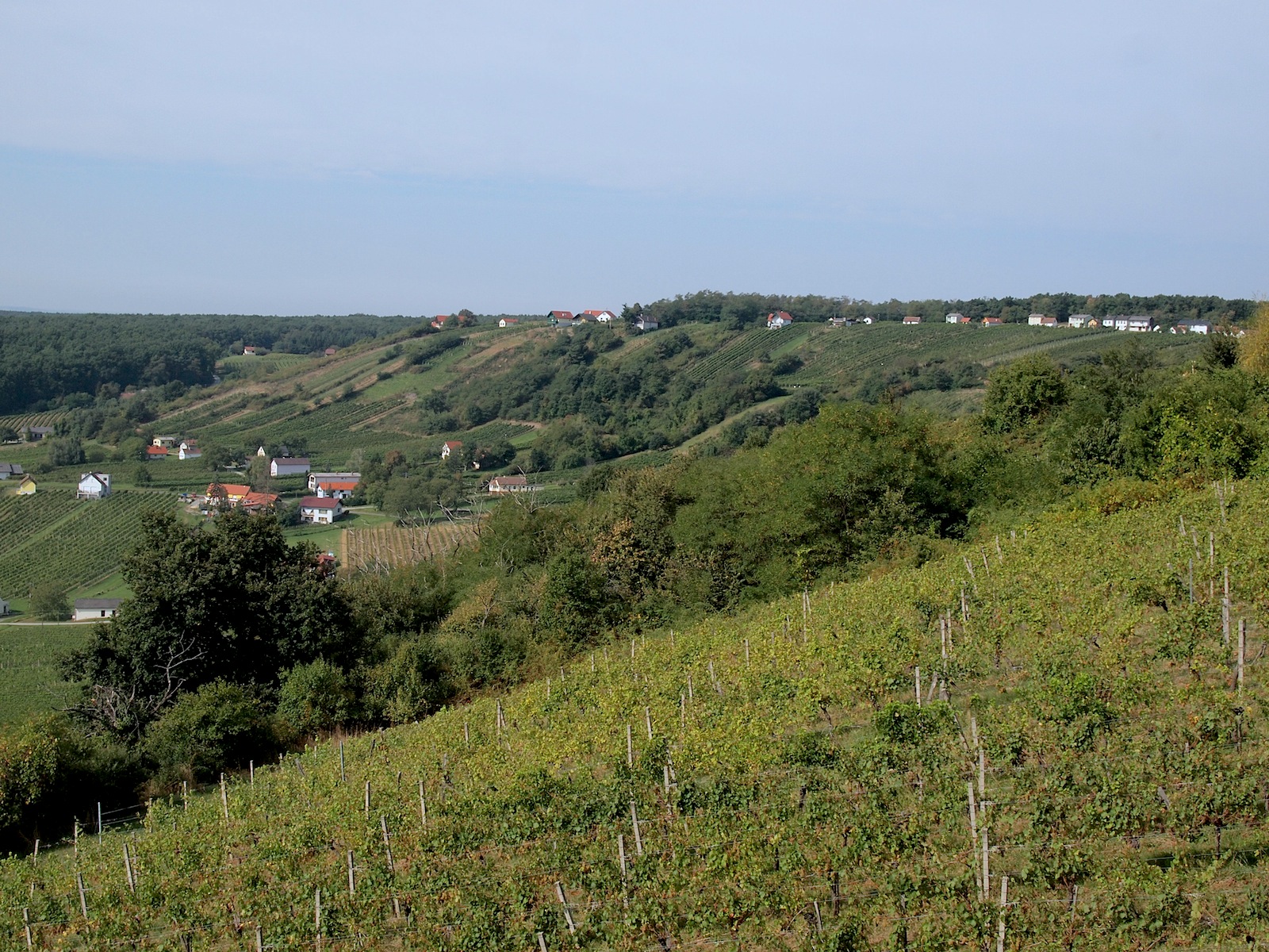 blaufrankisch