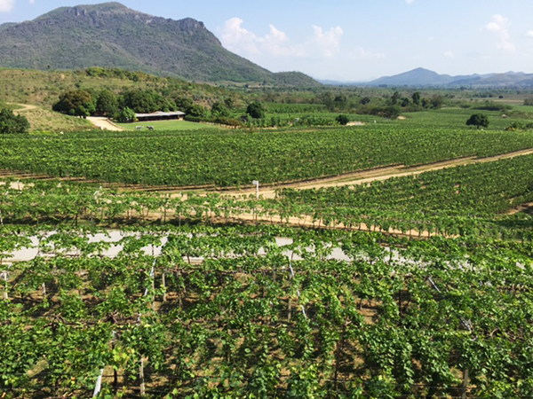 The tropical vineyards of Monsoon Valley near Hua Hin, a coastal resort town on the Gulf of Thailand.