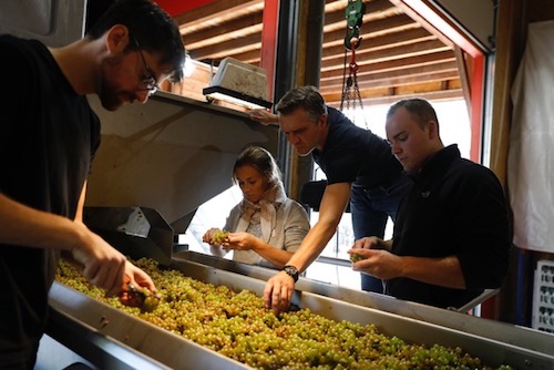 Grapes go through the sorting table at the estate of Wittmann in Westhofen, Rheinhessen. Strict grape selection was often essential across the Rhine in 2017 owing to hail and frost damage as well as rot.