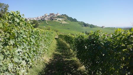 The cru of Cerequio is a consistently excellent vineyard site in Barolo, seen here with the hilltop town of La Morra in the background.