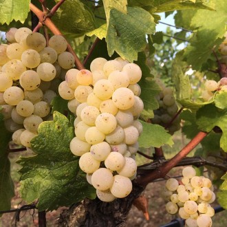 These riesling grapes in Langenlois, Kamptal, from a vineyard belonging to the Hiedler winery, were photographed on September 6, 2018. The last two vintages, 2018 and 2017, are the earliest on record in Austria.