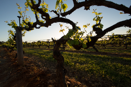 Magill Estate Vineyard