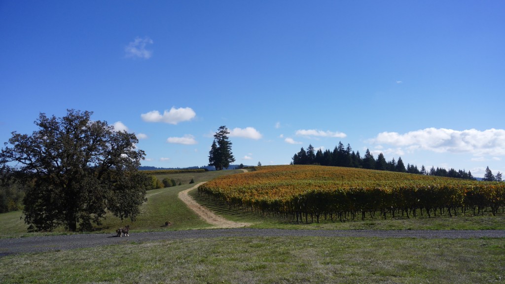 Soter is one of the most consistent producers for pinot in Oregon with these beautiful vineyards