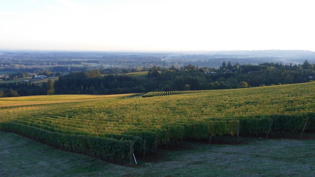 Vineyards of Domaine Serene suggests a cool and beautiful micro-climate for pinot noir.