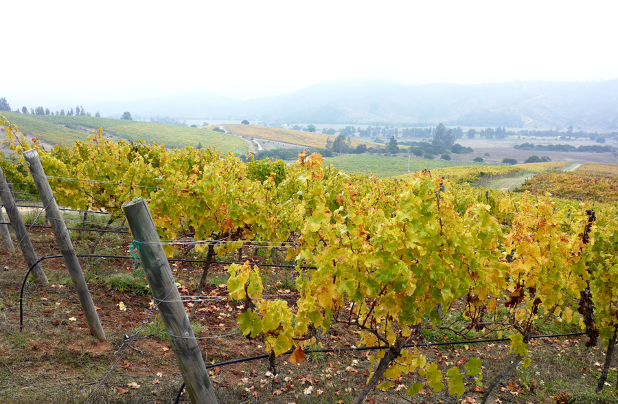 a vineyard in santiago