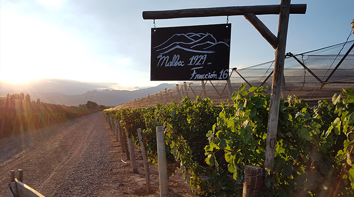 1a vineyard in las compuertas, The region was the first in Argentina to be officially recognized as an appellation in 1993, and includes the wine-producing zones of Las Compuertas, Mendoza Province, Argentina