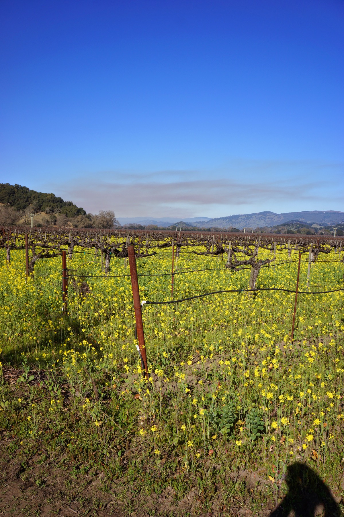 napa vineyard