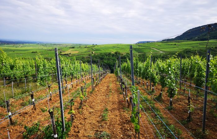 Albert Mann's Pfersigberg vineyard