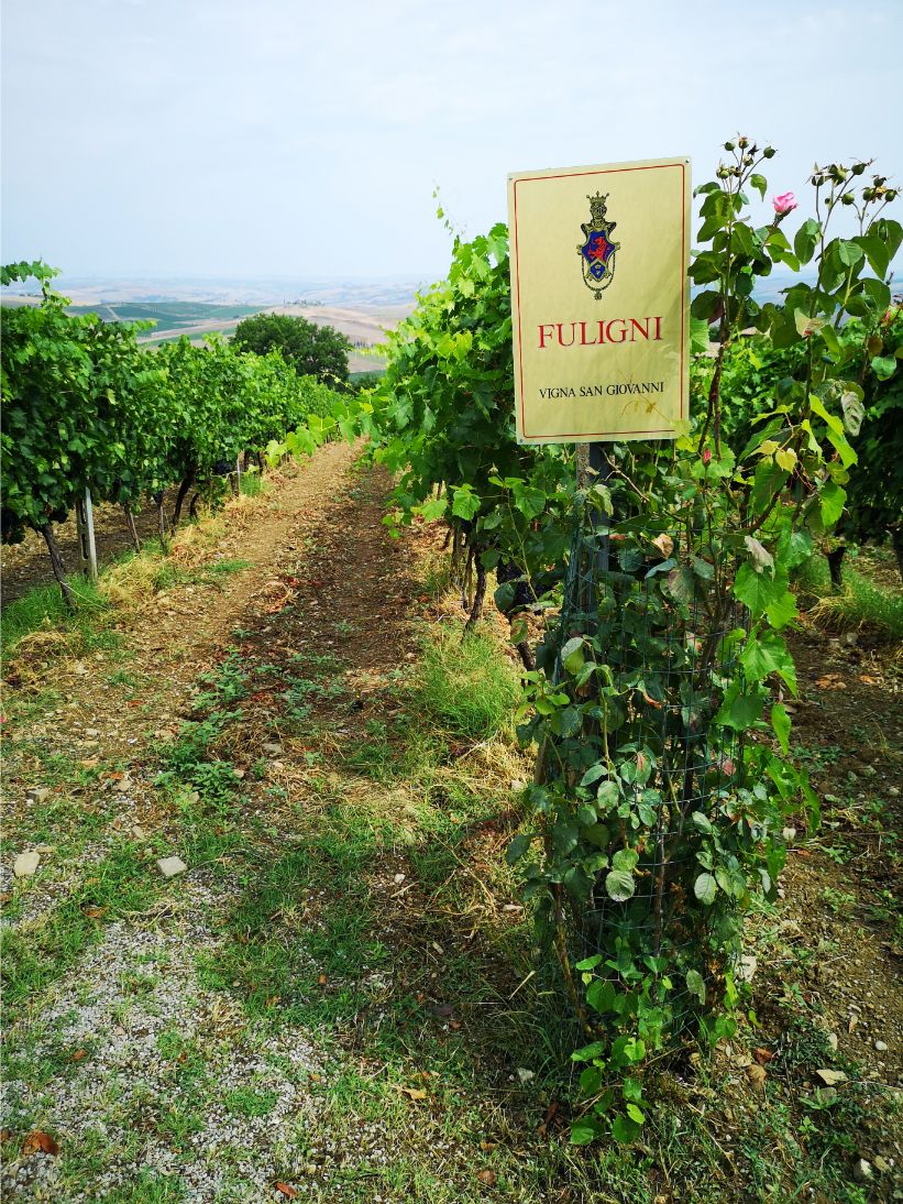 Vineyards of sangiovese