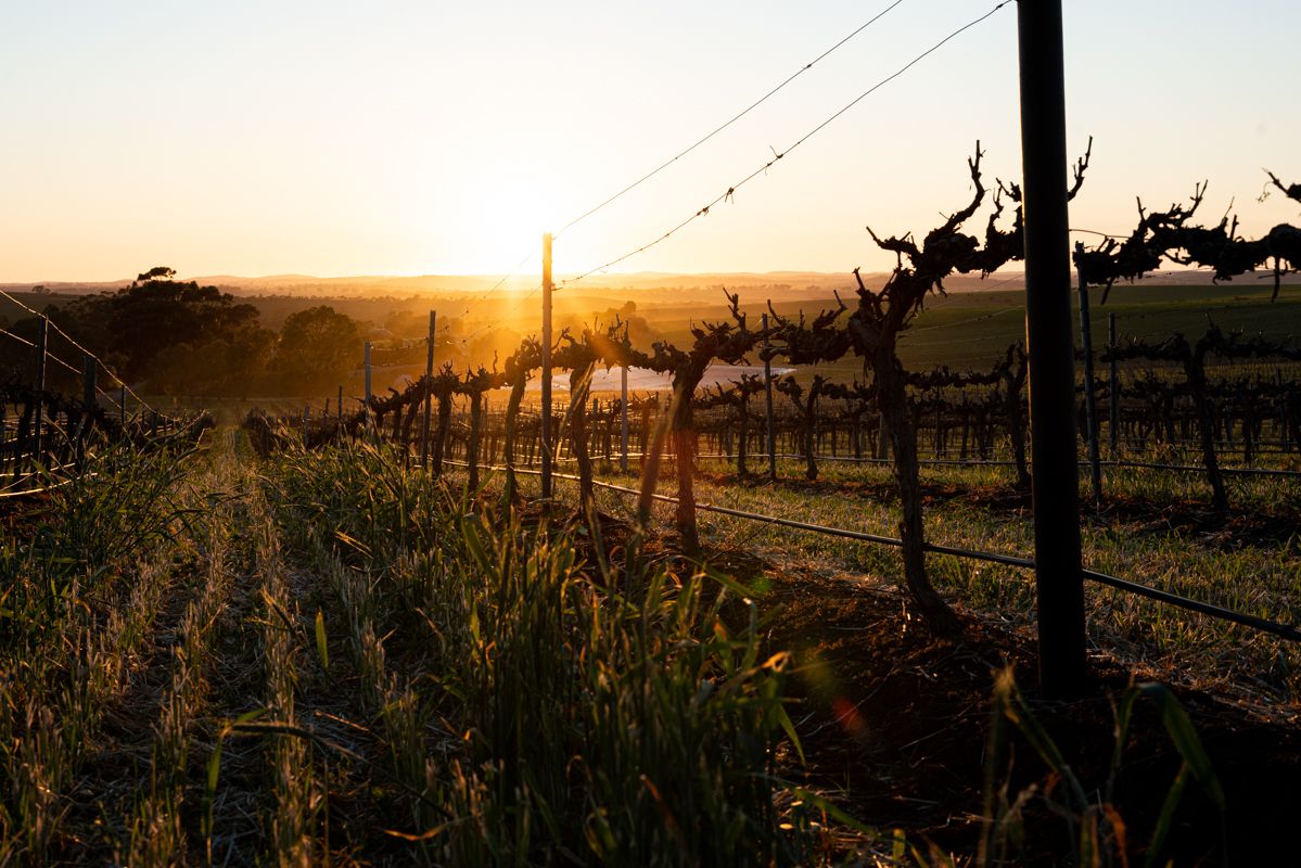 Botanic Vineyard, Clare Valley