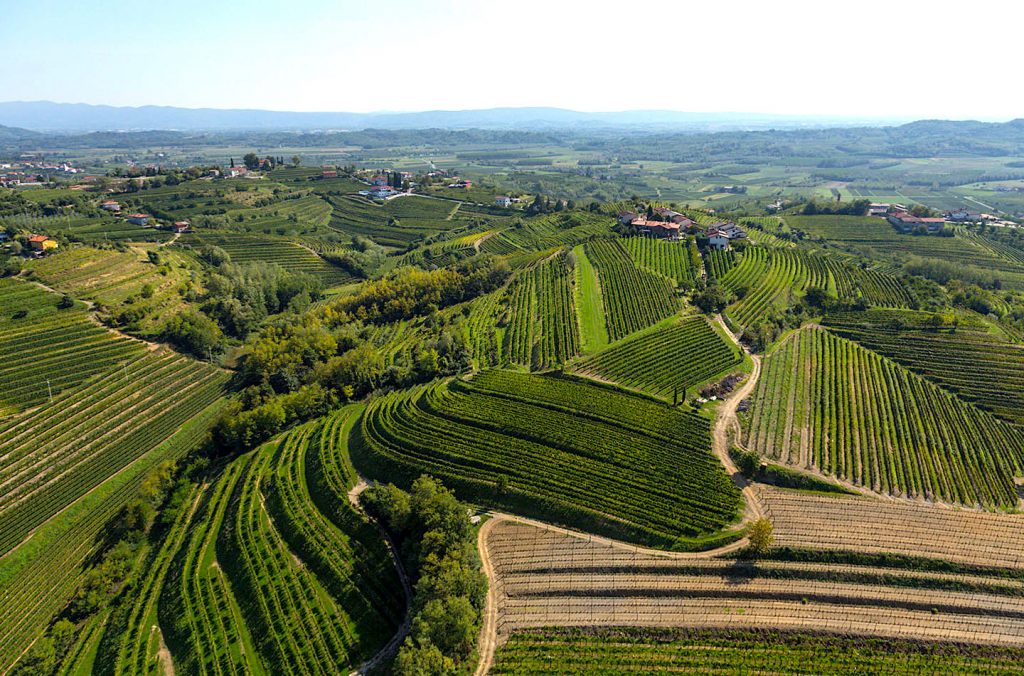 Simcic-slovenia vineyards