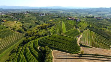 Simcic-slovenia vineyards