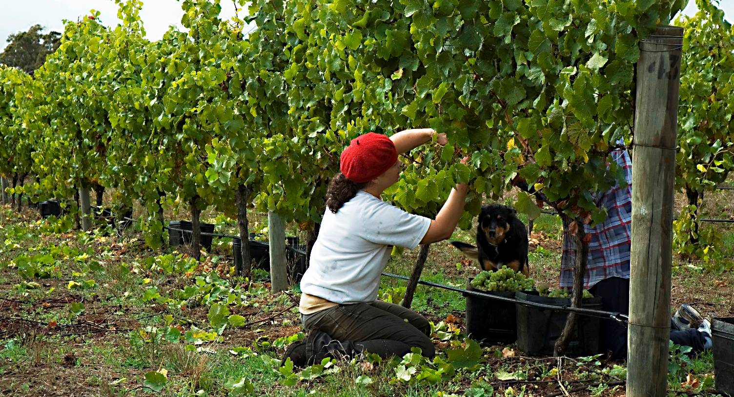 10 great Western Australian riesling wines (93 points and up)