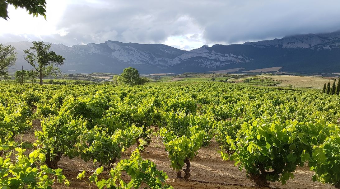 More than 1,100 Wines Rated Highlight Spain’s Reasonable Prices