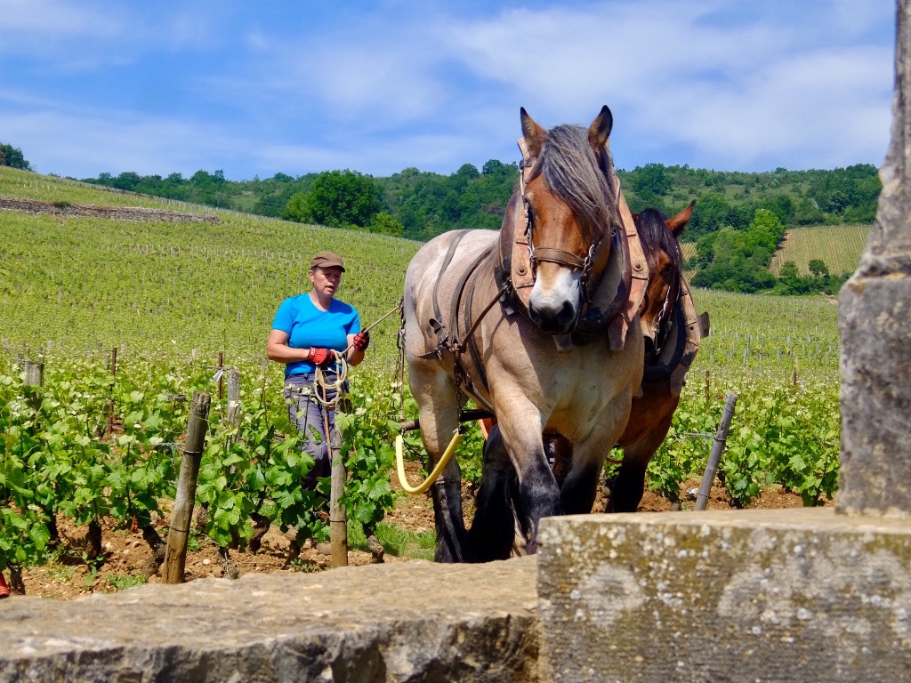 Horse-ploughing in the legendary and biodynamically farmed vineyard at Domaine Romanee-Conti in Burgundy, France. (Photo by Zekun Shuai)