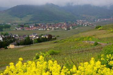 Tasting Report: My Top 100 Alsace Wines